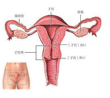 白帶常規香蕉爱视频APP檢查白帶時的注意事項