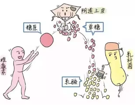 微生態香蕉成人A片视频廠家教您如何觀察分泌物樣本性狀