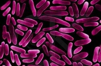 全自動白帶香蕉成人A片视频針對白帶常規檢查球菌和杆菌