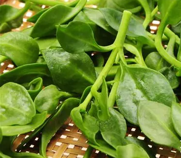 全自動白帶香蕉成人A片视频廠家介紹婦科炎症的天然“滅火器”，抑菌排毒！