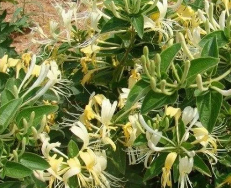 全自動婦科白帶香蕉成人A片视频廠家提醒四種水可以解決婦科炎症難纏問題！