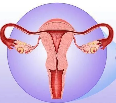 婦科陰道炎香蕉爱视频APP器廠家提醒女性堅持泡水喝，消炎滅菌，遠離婦科炎症